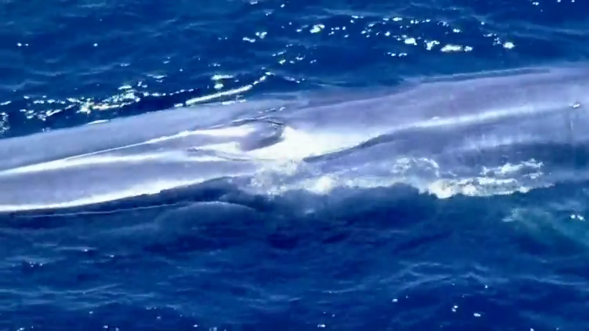 Frame 35.814778 de: Una ballena azul queda atrapada entre redes de pesca en California