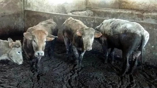 Imagen de algunas de las vacas encontradas en estado de inanición en la granja Imagen de algunas de las vacas encontradas en estado de inanición en la granja