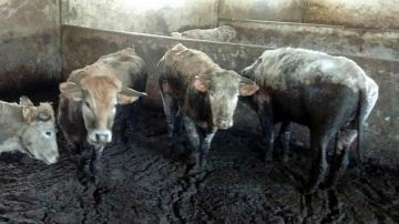 Imagen de algunas de las vacas encontradas en estado de inanición en la granja