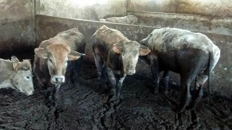Imagen de algunas de las vacas encontradas en estado de inanici&oacute;n en la granja