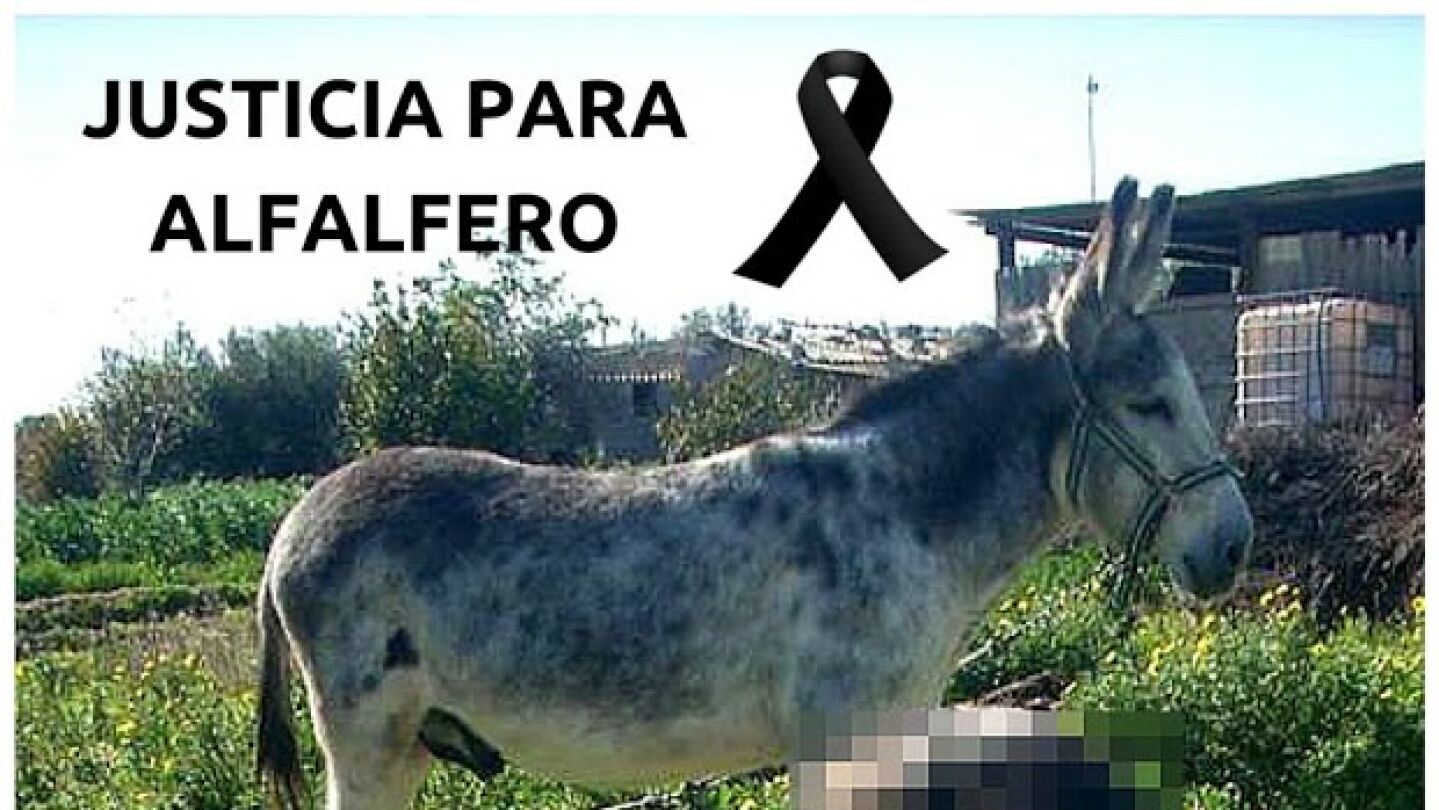 Imagen del burro 'Alfalfero', maltratado hasta la muerte