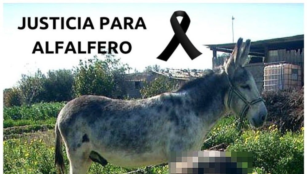 Imagen del burro 'Alfalfero', maltratado hasta la muerte