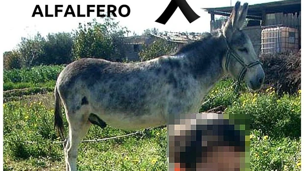 Imagen del burro 'Alfalfero', maltratado hasta la muerte