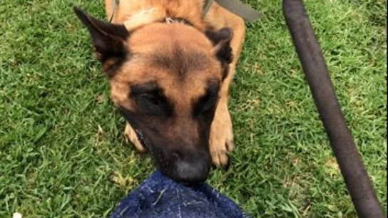 Credo, el perro policía abatido Credo, el perro policía abatido