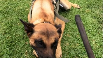 Credo, el perro policía abatido