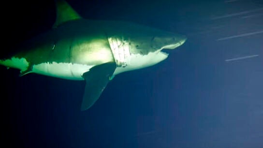 Los tiburones, cuando duermen, lo hacen con los ojos abiertos