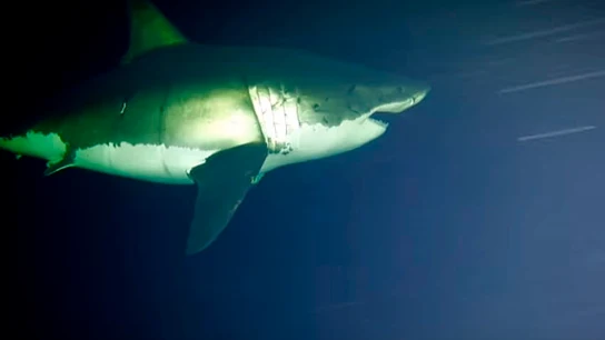 Los tiburones, cuando duermen, lo hacen con los ojos abiertos Los tiburones, cuando duermen, lo hacen con los ojos abiertos