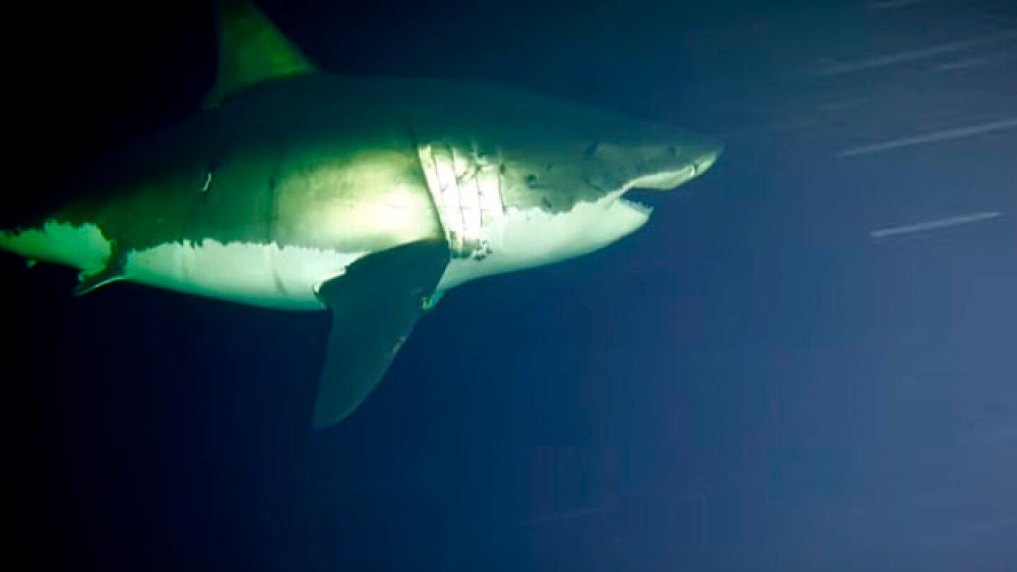 Los tiburones, cuando duermen, lo hacen con los ojos abiertos