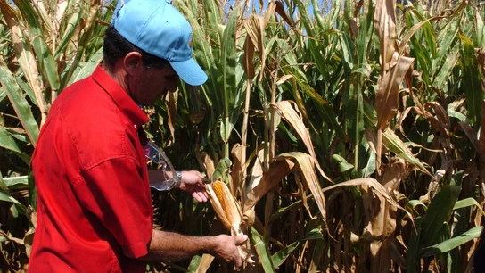 Alimentos transgénicos Alimentos transgénicos