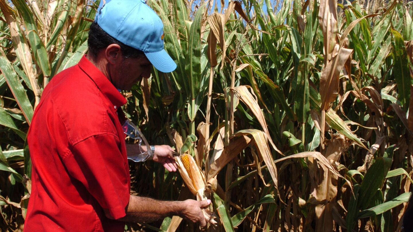 Alimentos transg&eacute;nicos