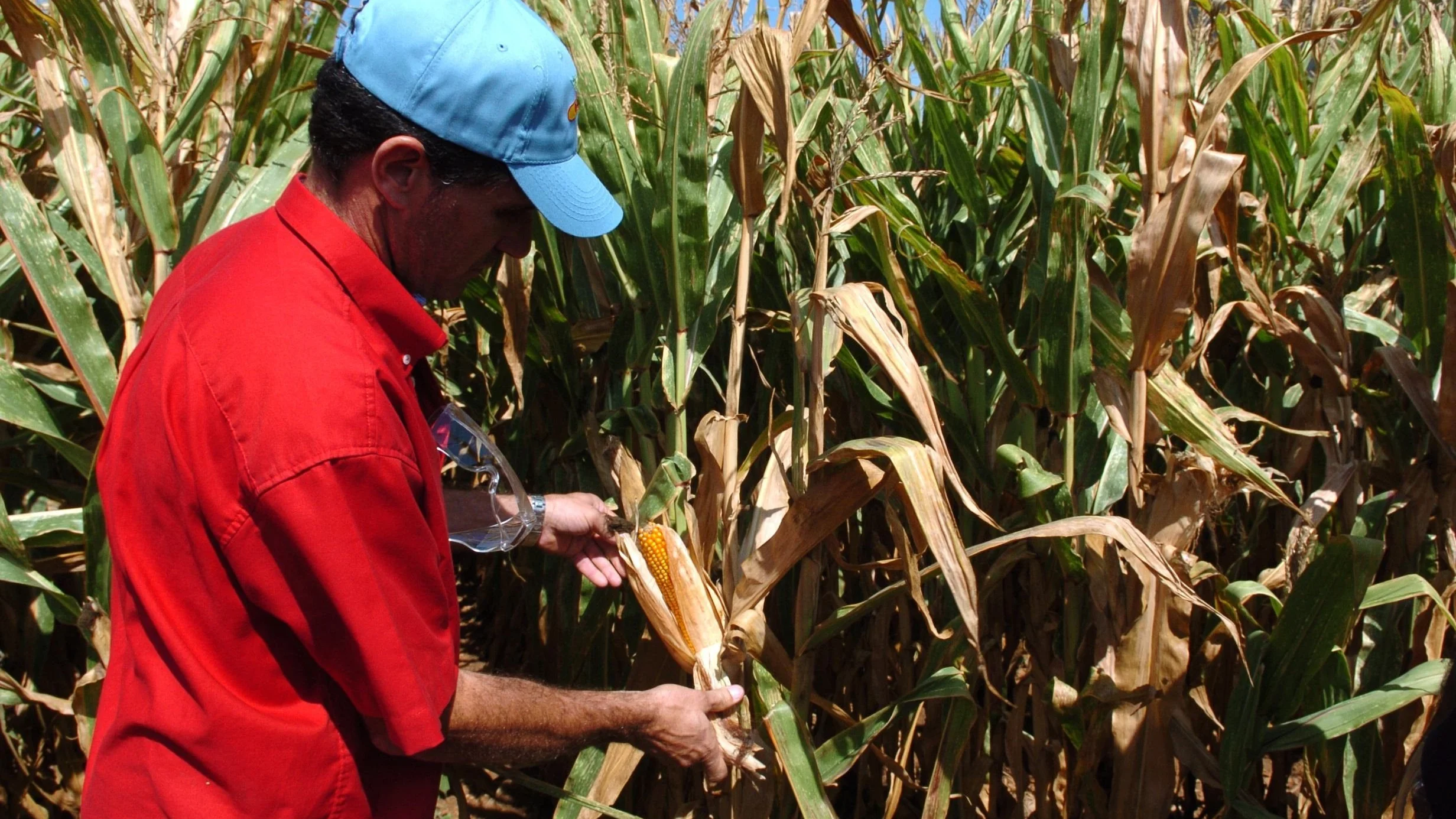 Alimentos transgénicos