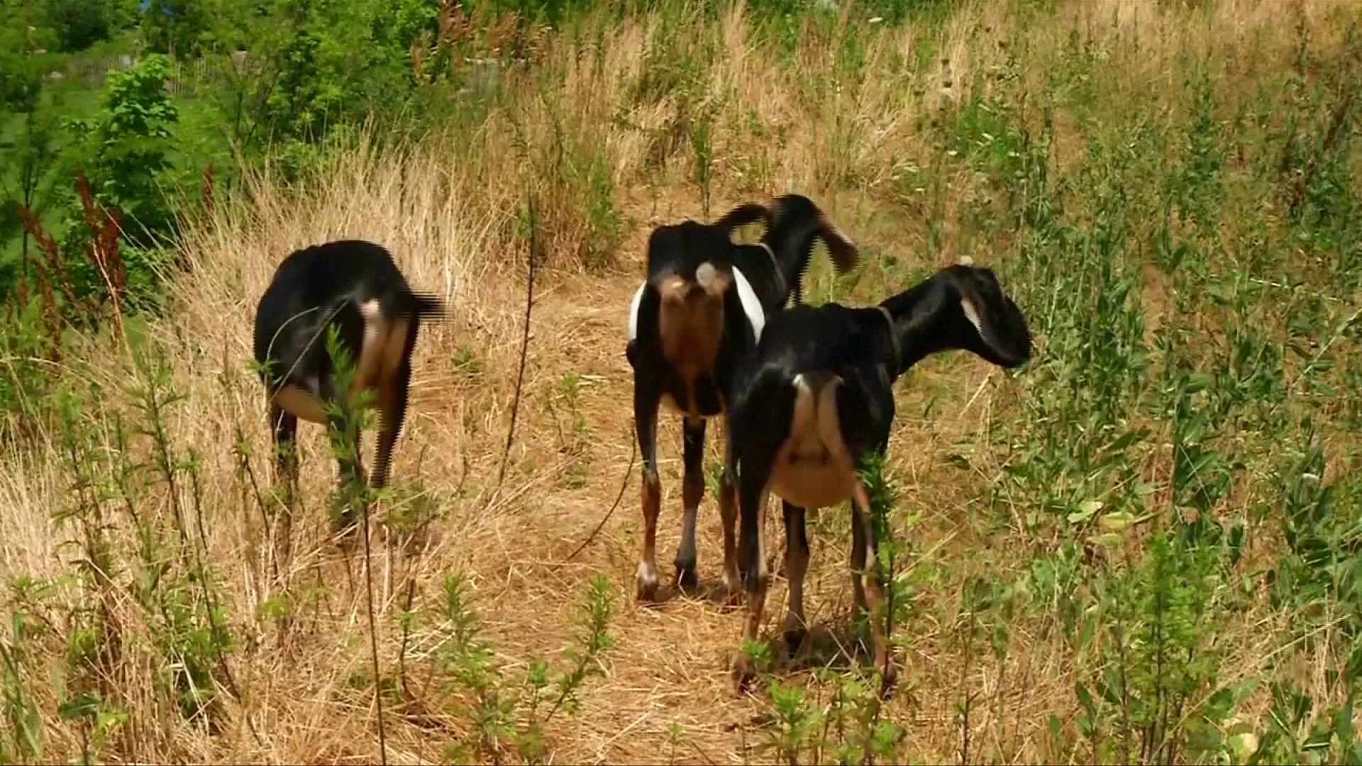 Cabras pastando