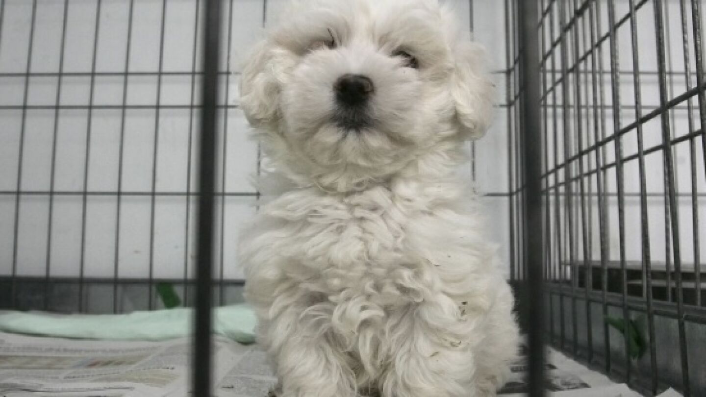 Un perro en una jaula