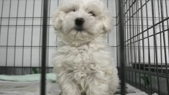 Un perro en una jaula
