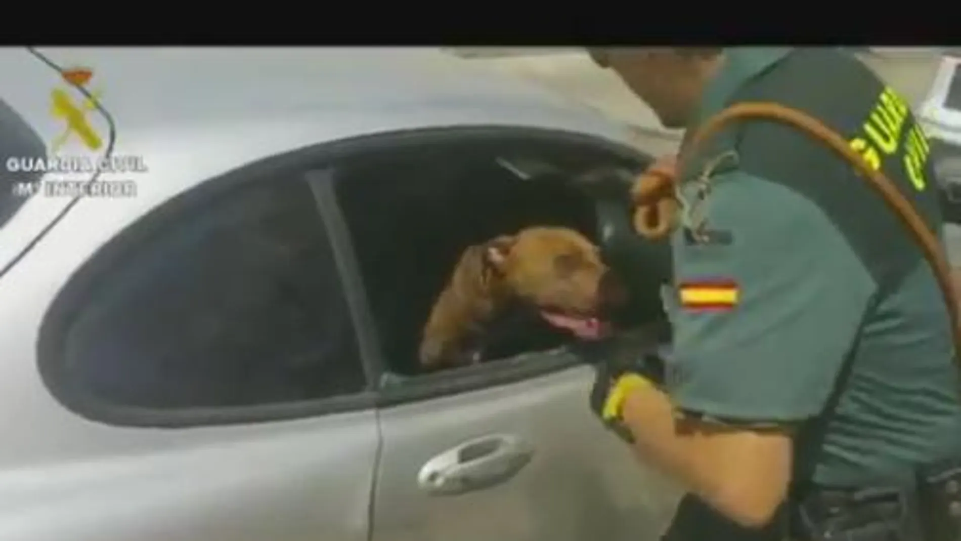 La Guardia Civil rescata a una perra de un coche estacionado a pleno sol
