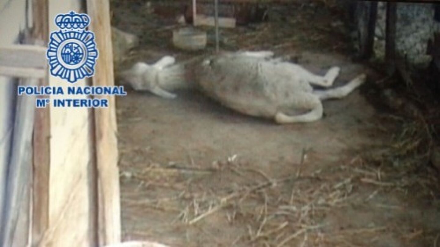 Uno de los perros abandonados en M&aacute;laga