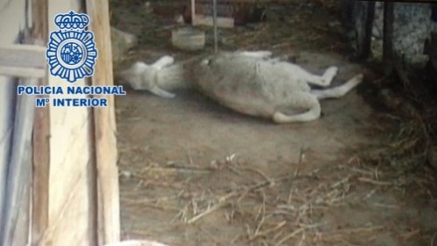 Uno de los perros abandonados en Málaga Uno de los perros abandonados en Málaga