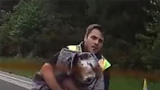Dos conductores arriesgan su vida para rescatar a un perro atropellado en una autopista de Reino Unido