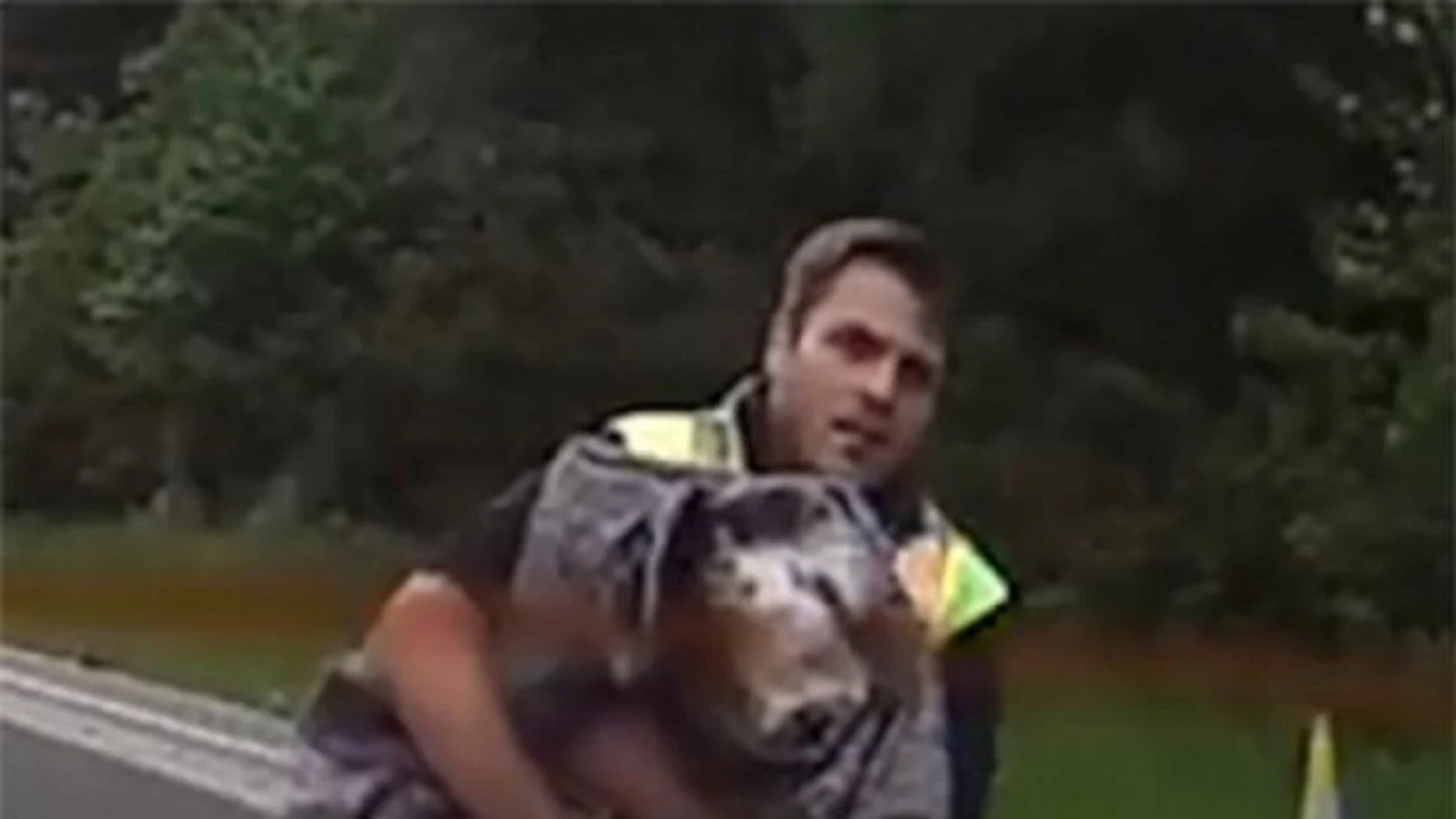 Dos conductores arriesgan su vida para rescatar a un perro atropellado en una autopista de Reino Unido Dos conductores arriesgan su vida para rescatar a un perro atropellado en una autopista de Reino Unido