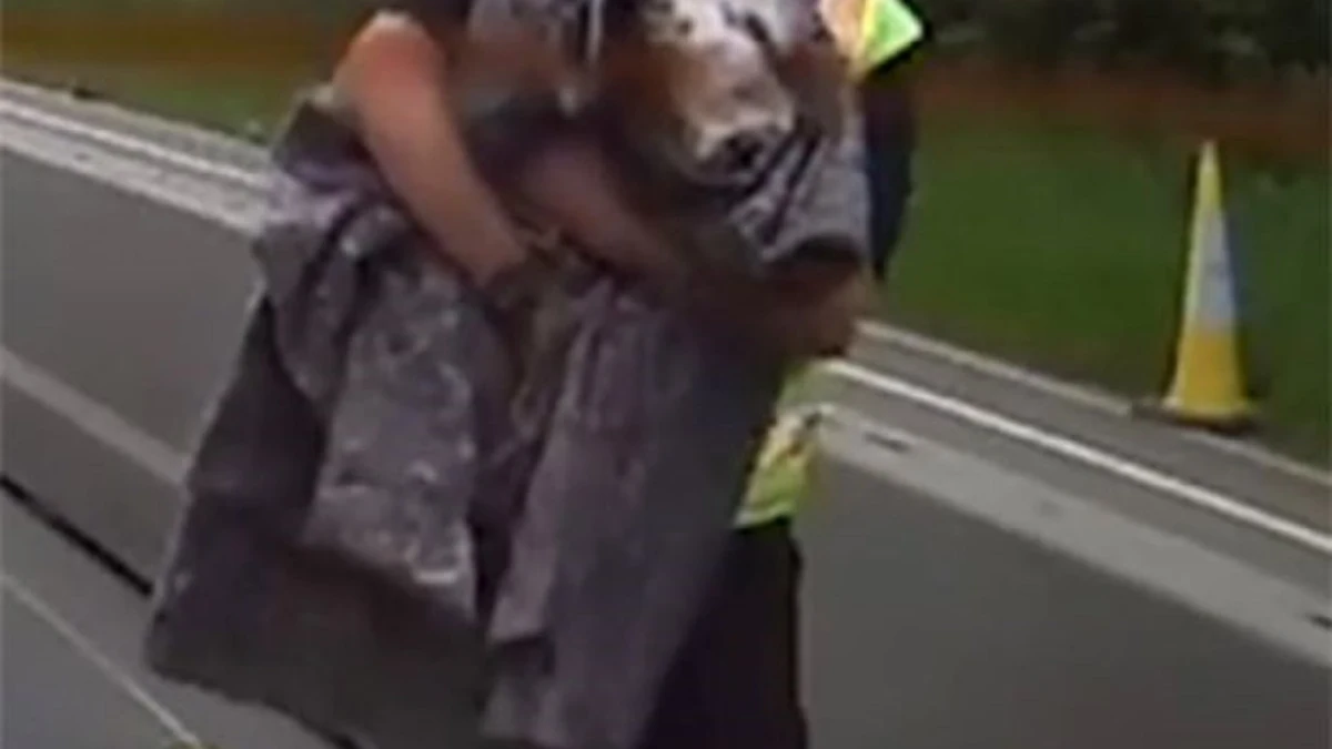 Dos conductores arriesgan su vida para rescatar a un perro atropellado en una autopista de Reino Unido