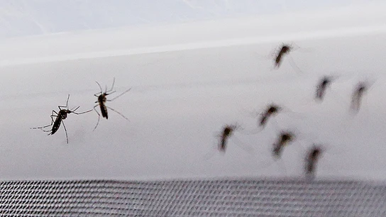 Fotografía de mosquito Aedes aegypti Fotografía de mosquito Aedes aegypti, transmisor del virus del Zika