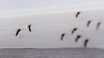 Fotografía de mosquito Aedes aegypti