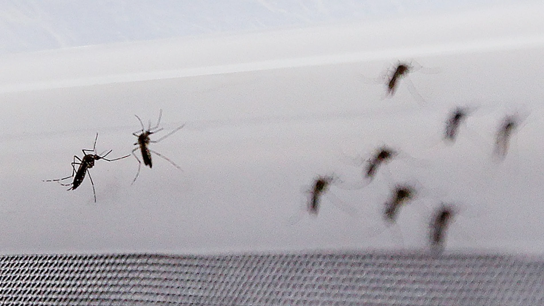 Fotografía de mosquito Aedes aegypti, transmisor del virus del Zika
