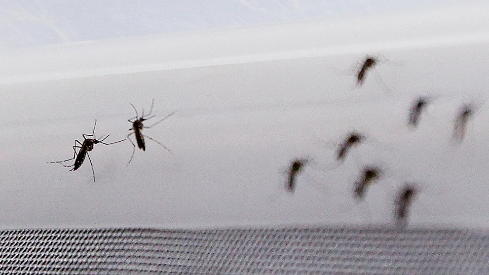 Fotografía de mosquito Aedes aegypti, transmisor del virus del Zika