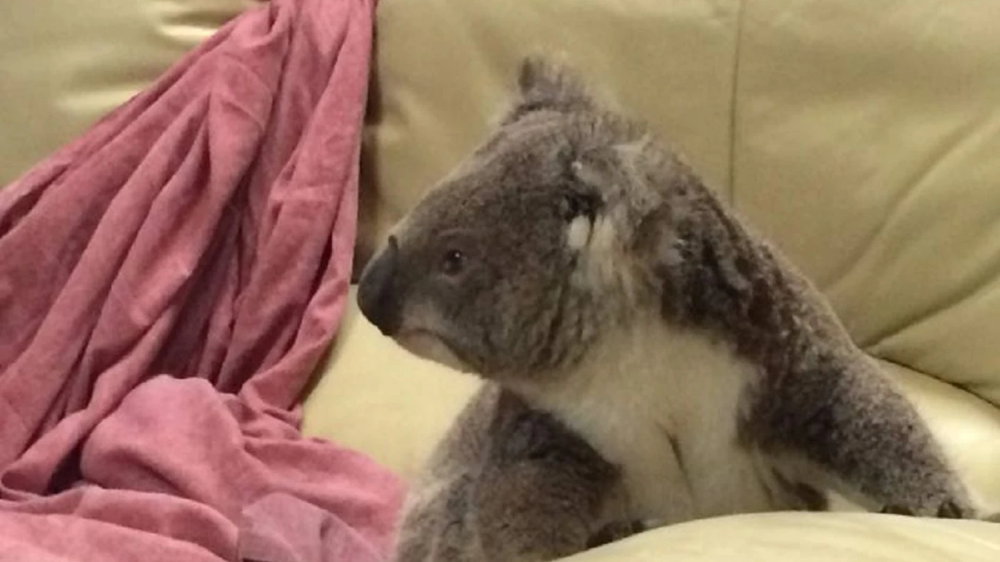 Una mujer encuentra un koala sentado en el sofá al llegar a casa en Australia Una mujer encuentra un koala sentado en el sofá al llegar a casa en Australia