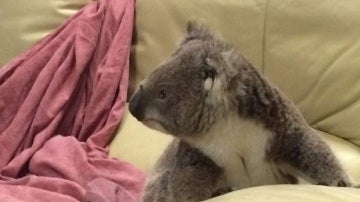 Una mujer encuentra un koala sentado en el sofá al llegar a casa en Australia
