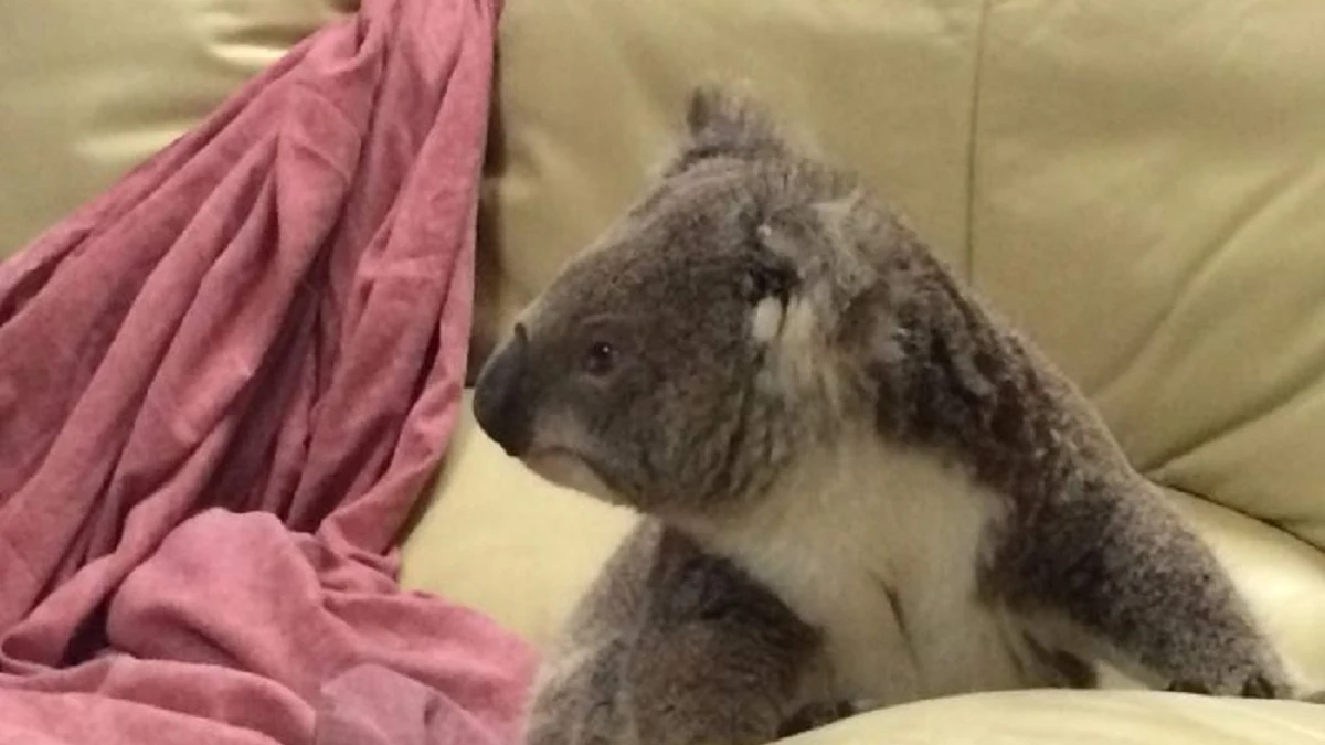 Una mujer encuentra un koala sentado en el sofá al llegar a casa en Australia