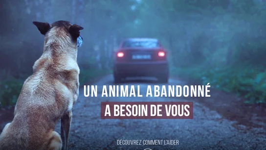 Campaña viral con el objetivo de prevenir el abandono animal Campaña viral con el objetivo de prevenir el abandono animal