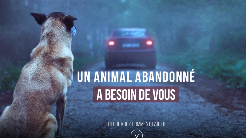 Campaña viral con el objetivo de prevenir el abandono animal