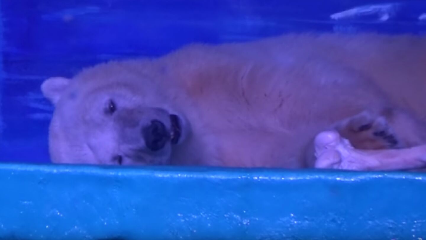 El oso polar m&aacute;s triste del mundo vive en China