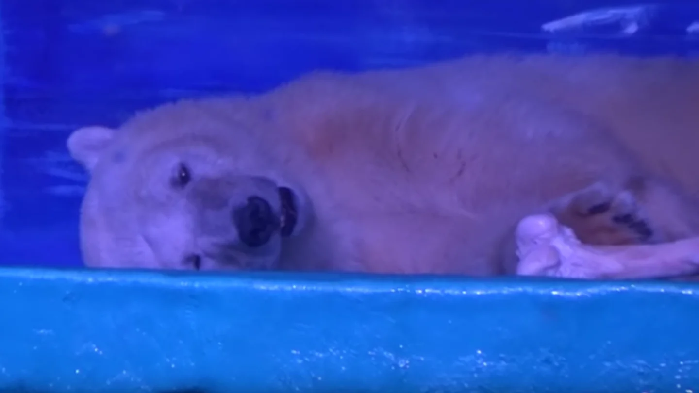 El oso polar más triste del mundo vive en China El oso polar más triste del mundo vive en China