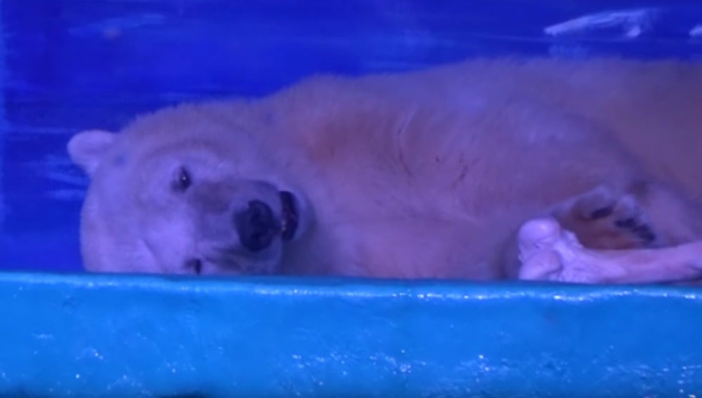 El oso polar más triste del mundo vive en China