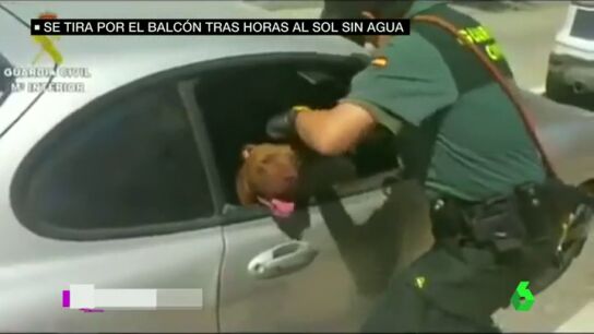 Frame 41.578651 de: perros