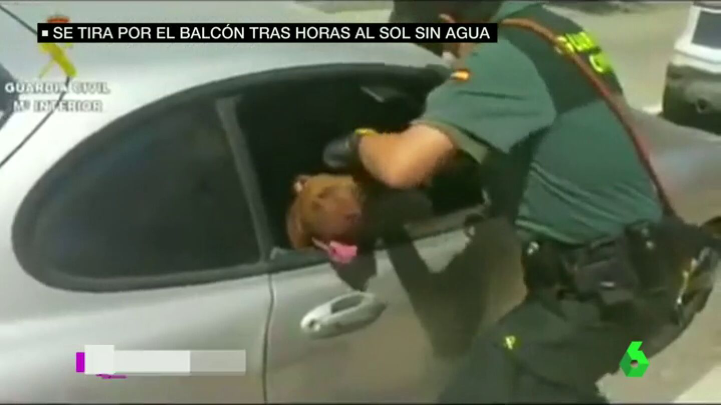 Frame 41.578651 de: perros