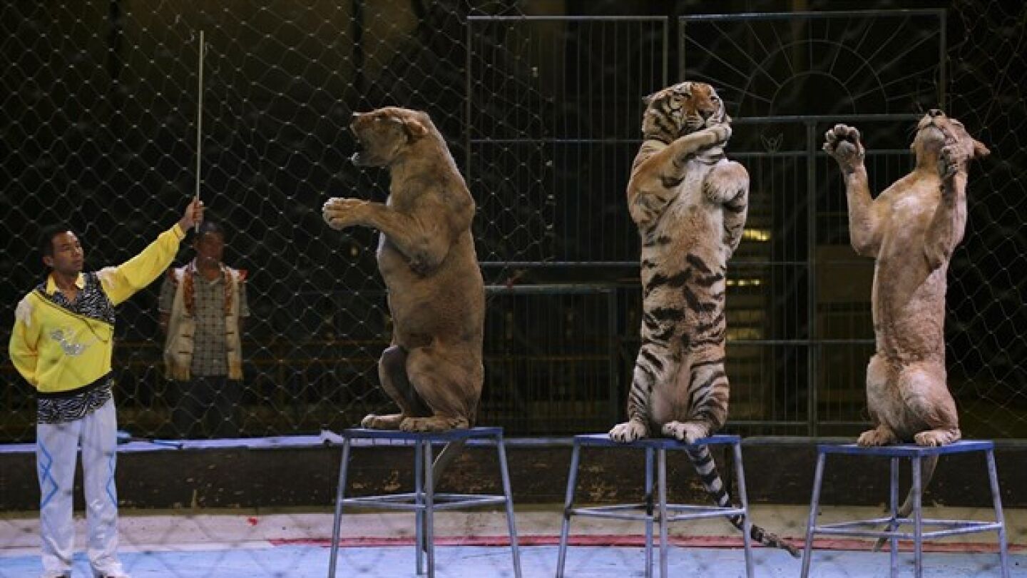 Un circo que utiliza tigres como parte del espect&aacute;culo