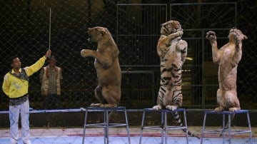 Un circo que utiliza tigres como parte del espectáculo