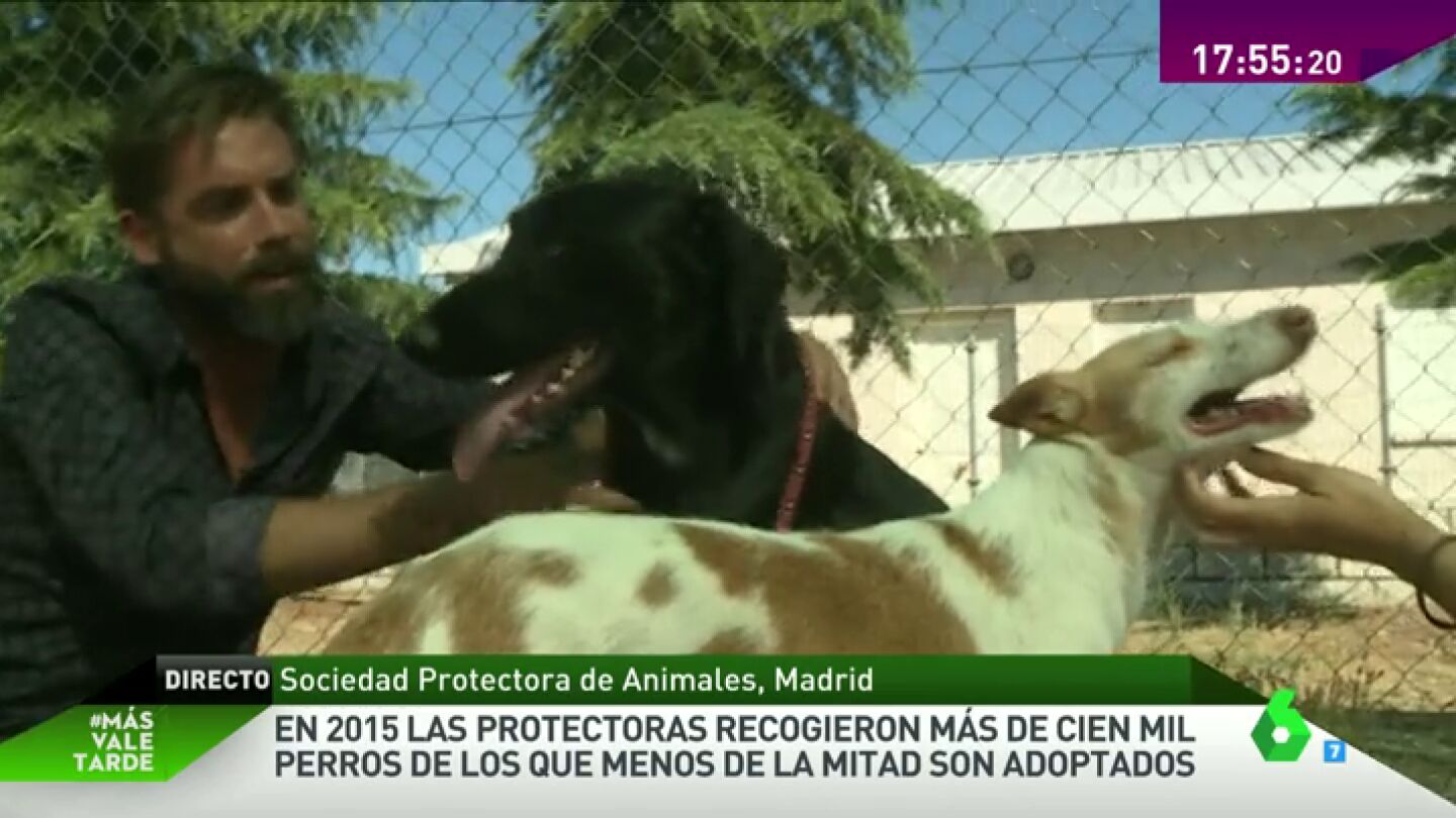 Frame 32.454436 de: PERROS PROTECTORA