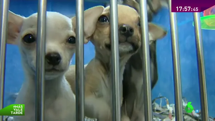 NUEVA LEY PARA PROTEGER A LOS ANIMALES NUEVA LEY PARA PROTEGER A LOS ANIMALES