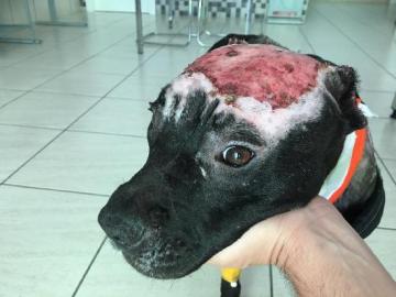 Kiara, la perra maltratada a la que la Guardia Civil ha rescatado Kiara, la perra maltratada a la que la Guardia Civil ha rescatado