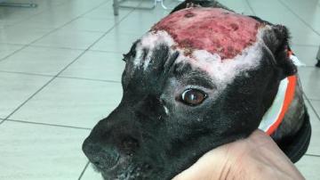Kiara, la perra maltratada a la que la Guardia Civil ha rescatado