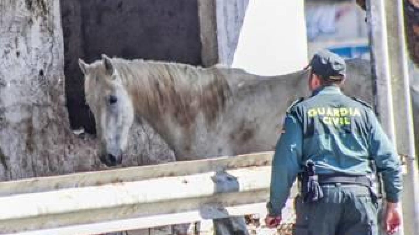 maltrato animal
