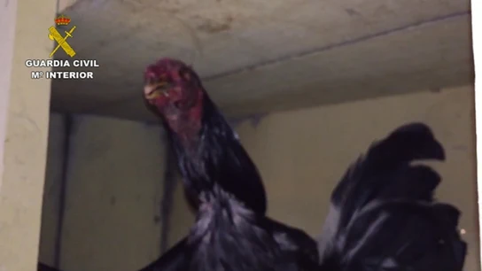 Se recuperaron 217 gallos de pelea Se recuperaron 217 gallos de pelea