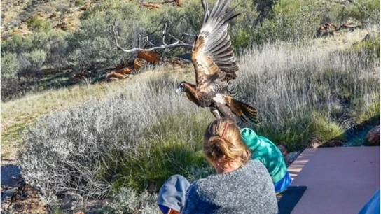 El sorprendente momento en el que un águila intenta ‘cazar’ a un niño en Australia El sorprendente momento en el que un águila intenta ‘cazar’ a un niño en Australia