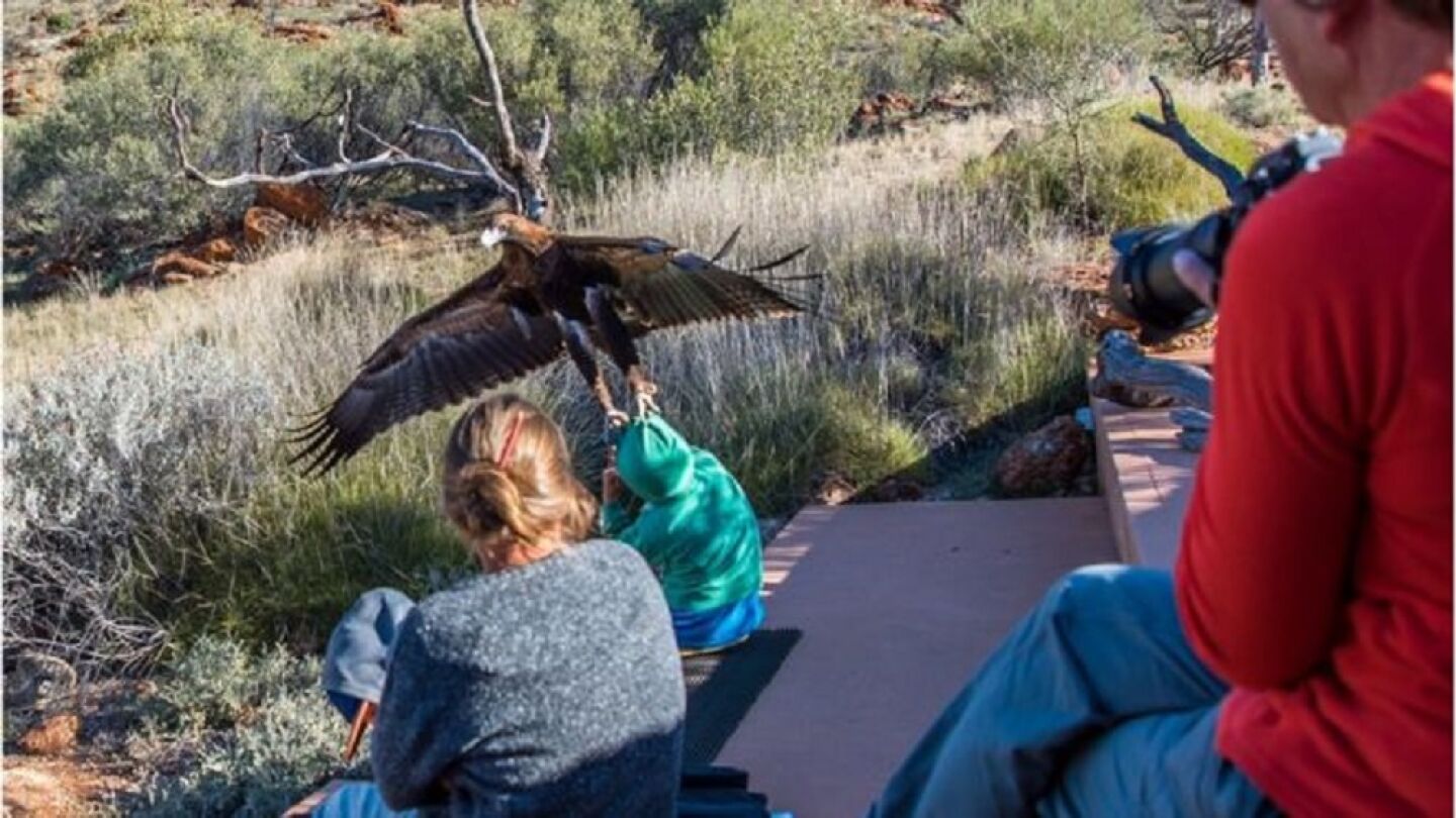 El sorprendente momento en el que un &aacute;guila intenta &lsquo;cazar&rsquo; a un ni&ntilde;o en Australia