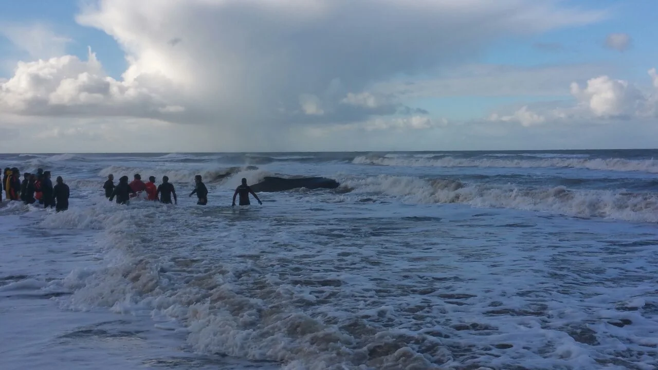 Ballena jorobada encallada en Argentina