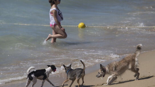 Los perros disfrutan en la playa de Barcelona